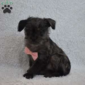 Tiny, Toy Poodle Mix Puppy